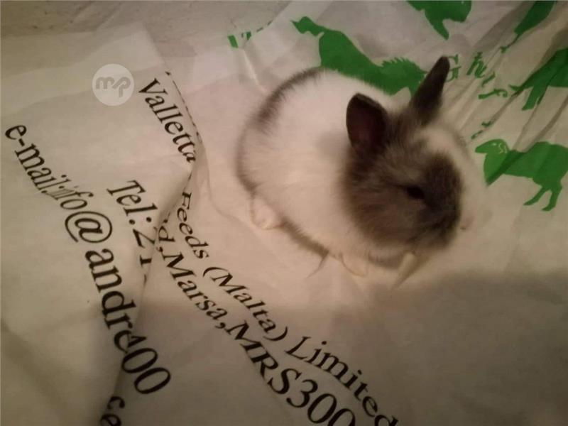 Dwarf Rabbit Maltapark
