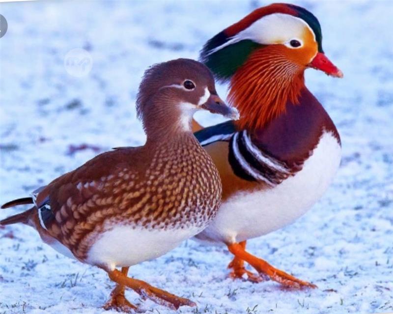Mandarin ducks pairs available Maltapark