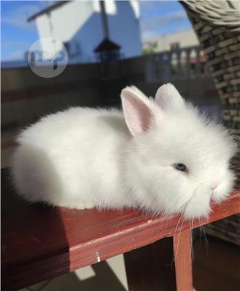 dwarf rabbit angora | Maltapark
