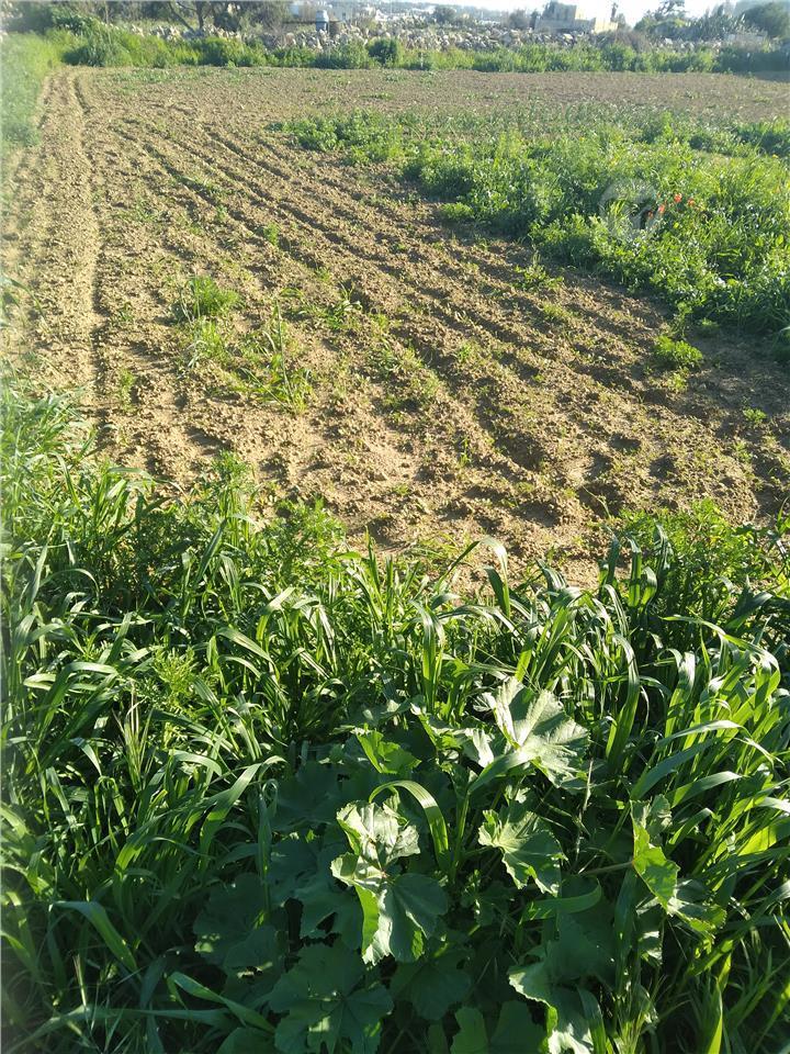 Ghalqa is Siggiewi Maltapark