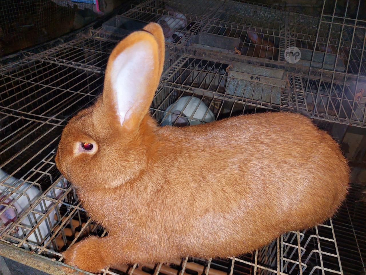 Red Pet Rabbit Rabbits new zealand red s | Maltapark