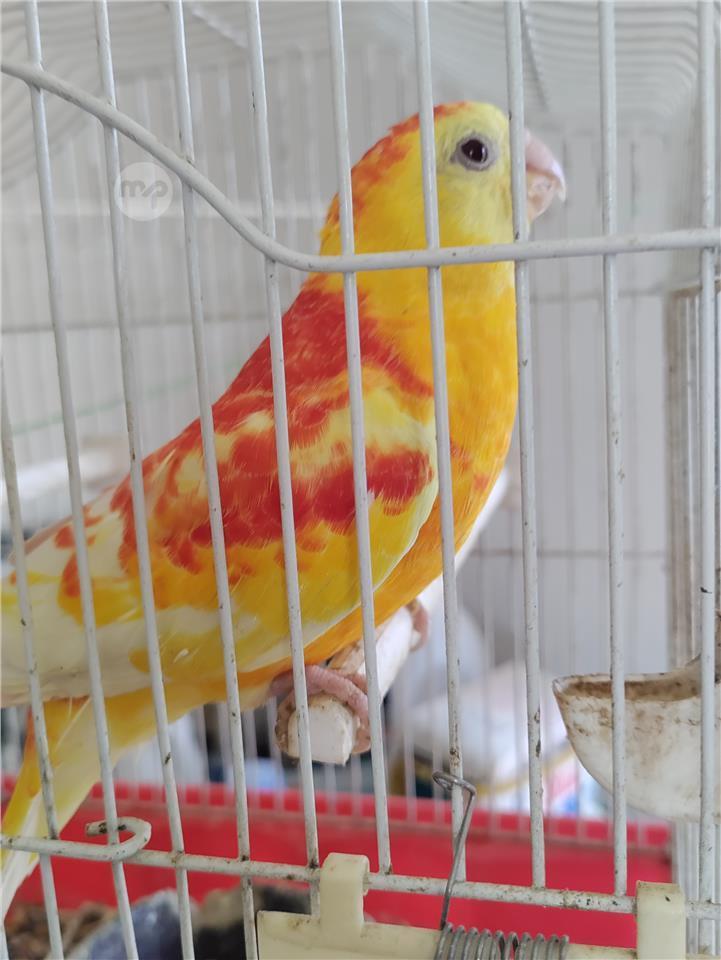 Red rump rubino | Maltapark