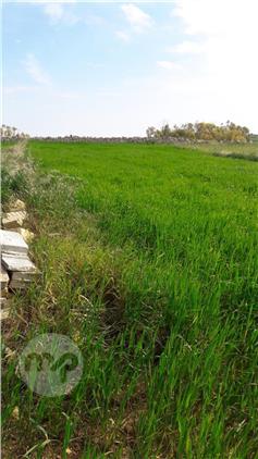 field, Marsascala
