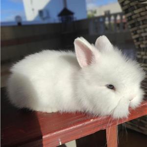 angora dwarf rabbit