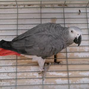 Pet Supplies Maltapark